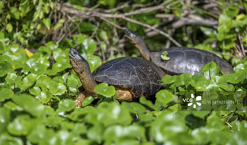 两只美洲陆龟在水生植物中，位于哥斯达黎加托尔图格罗国家公园图片素材