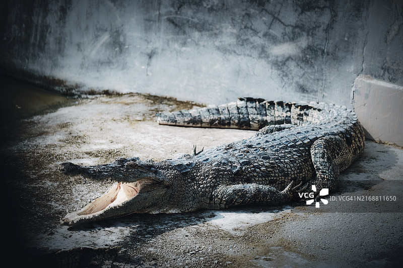 地面上的尼罗鳄（马来西亚），俯视角度图片素材