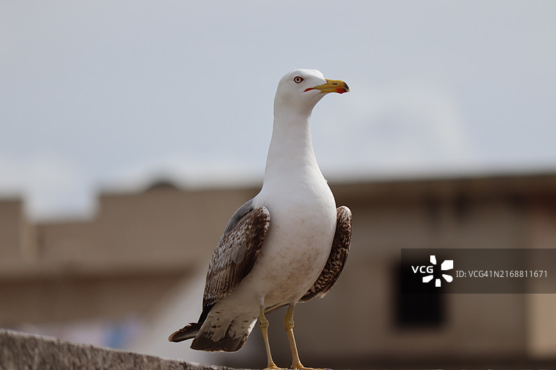 海鸥特写图片素材