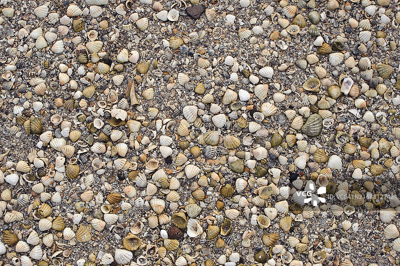 贝壳构成的沙质土壤图片素材