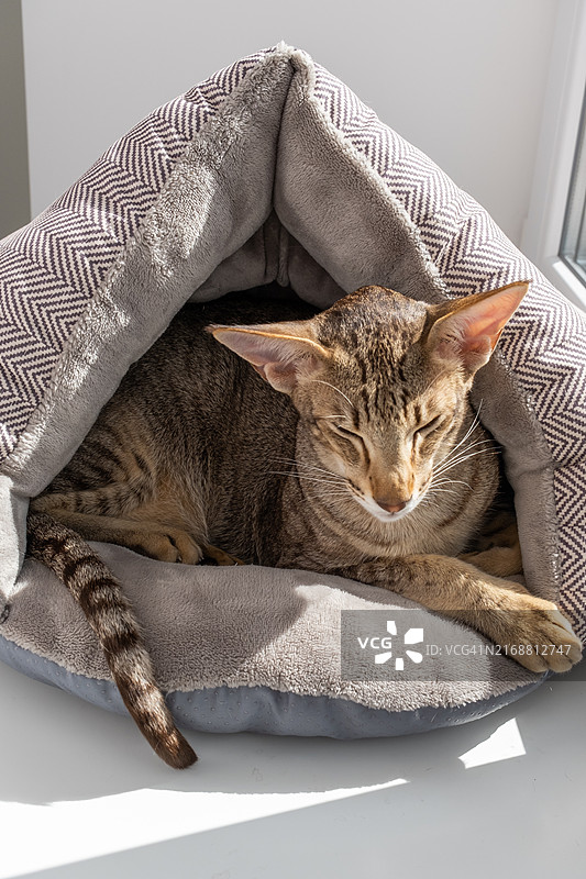 东方短毛虎斑小猫睡在舒适的猫舍里图片素材