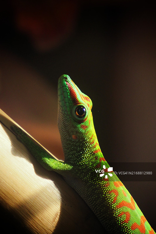 变色龙特写图片素材