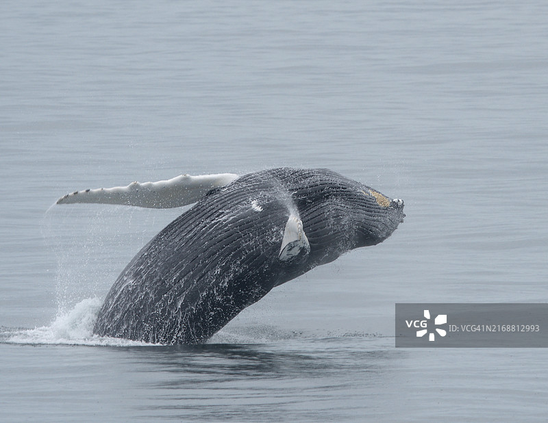 美国缅因州汉考克县海中游泳海豹特写图片素材