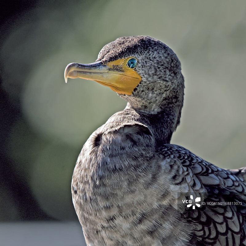 鸬鹚特写，博因顿海滩，佛罗里达州，美国图片素材