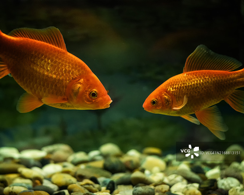 加拿大，在水族箱中游动的金色热带淡水鱼特写图片素材
