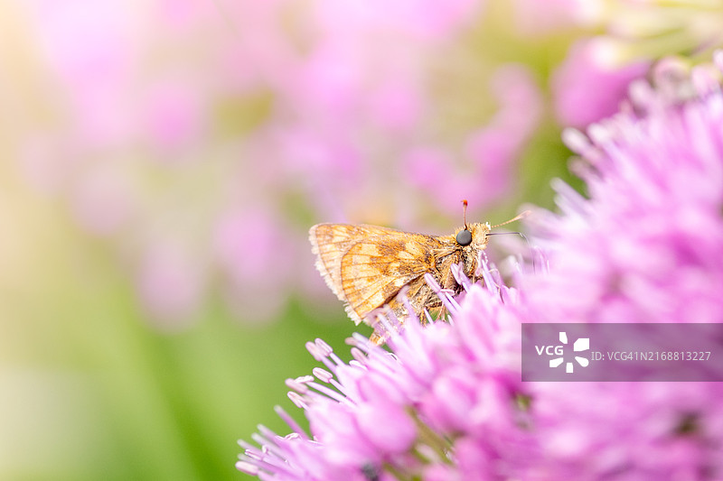 美国印第安纳州南本德，粉色花朵上的蝴蝶特写图片素材