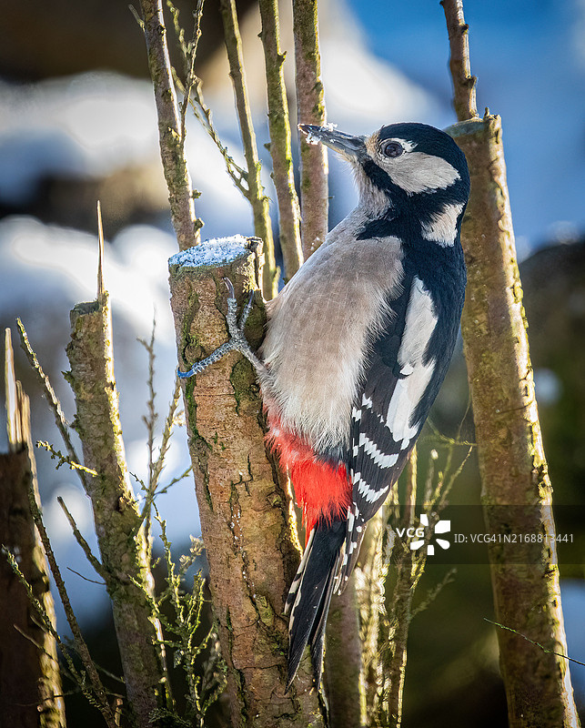 啄木鸟栖息在树枝上的特写图片素材