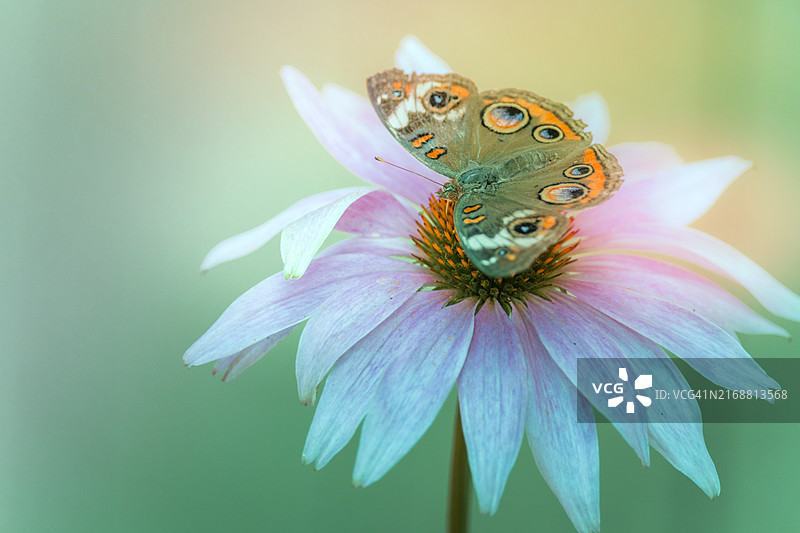 蝴蝶在花上采蜜的特写，美国印第安纳州南本德图片素材
