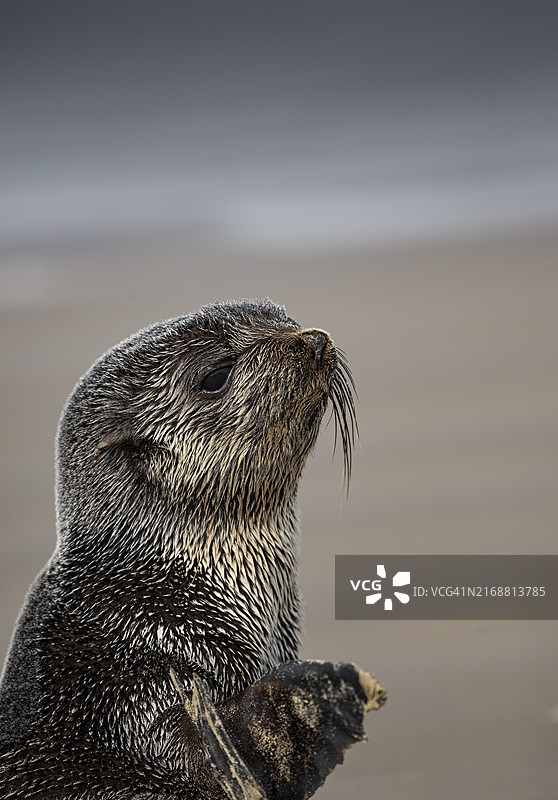 海滩企鹅特写图片素材