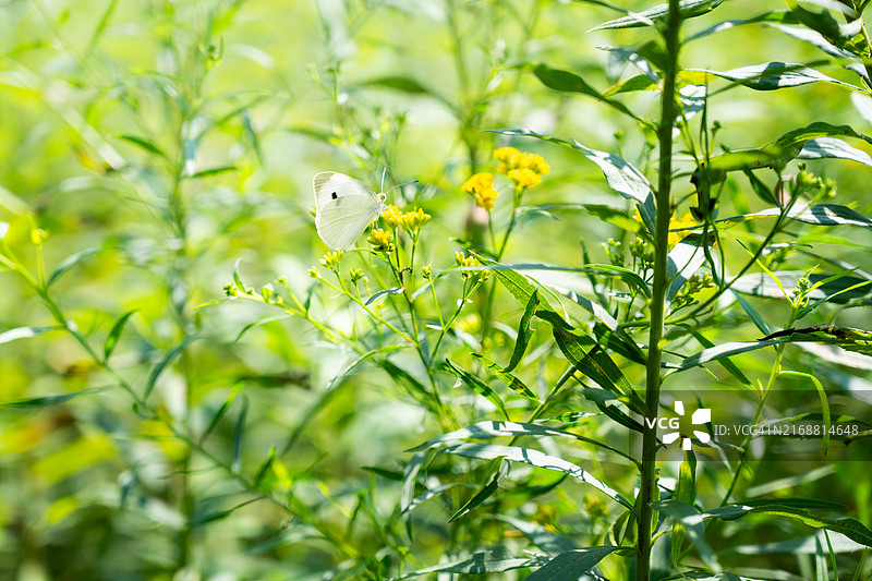 停留在植物上的蛾子特写，美国宾夕法尼亚州纽曼斯敦图片素材