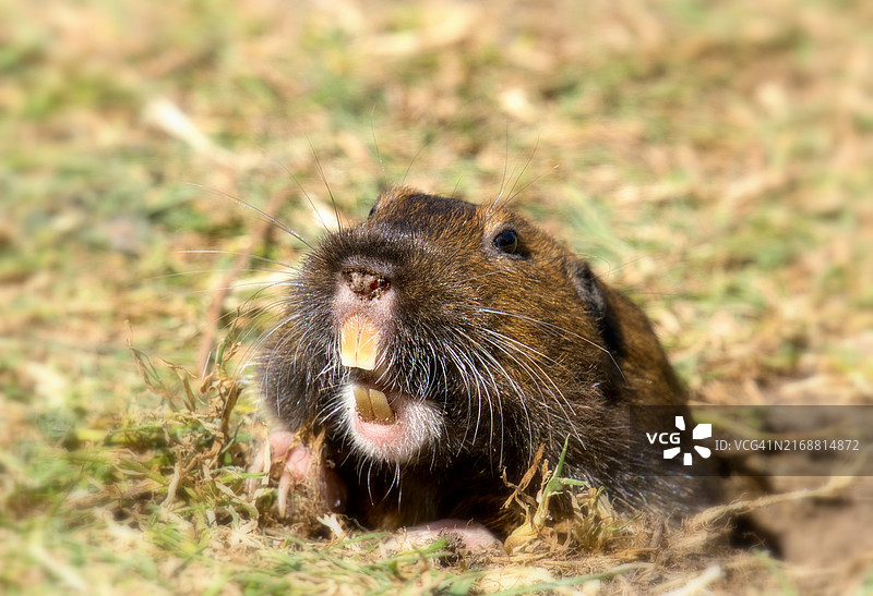 美国水豚草地特写图片素材