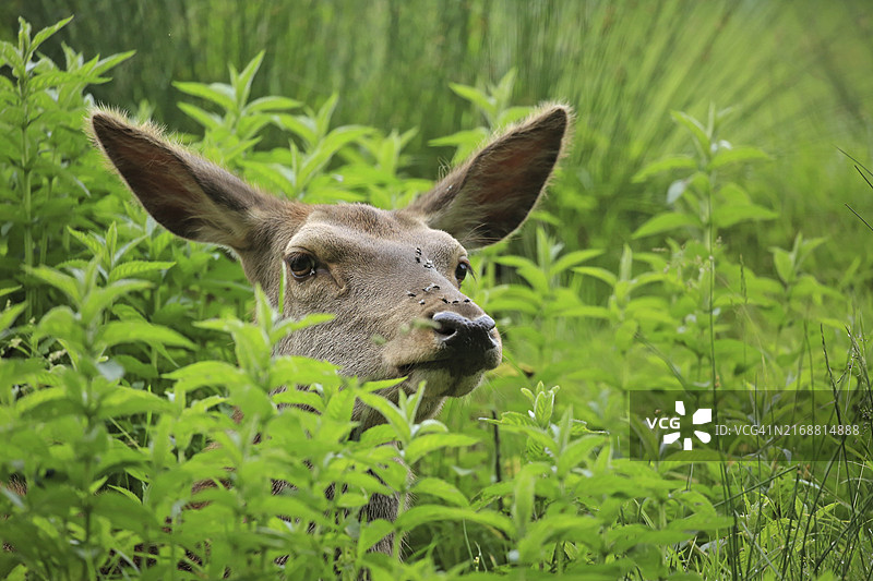 马鹿肖像图片素材