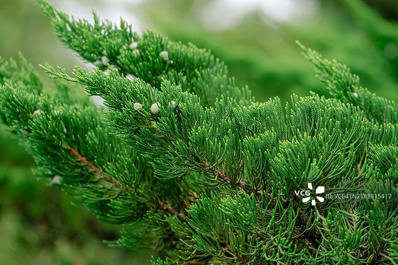 松树的特写图片素材