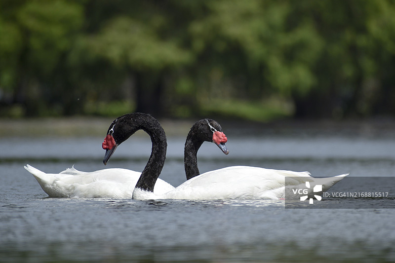 在阿根廷布宜诺斯艾利斯公园的湖上的一对黑颈天鹅图片素材