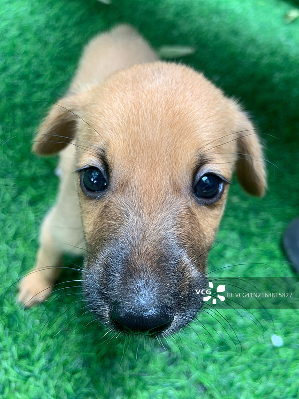 小狗特写，尼日利亚河流图片素材