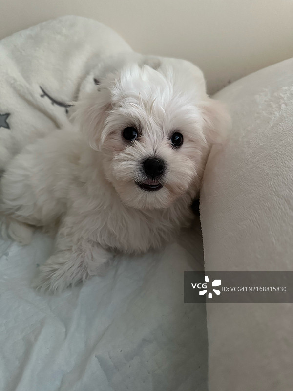 在英国南安普顿家中沙发上休息的白色小狗肖像图片素材