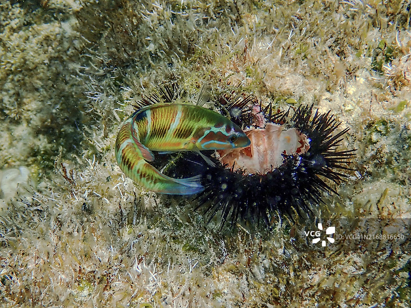 高角度拍摄沙滩上的海星，普利亚，意大利图片素材