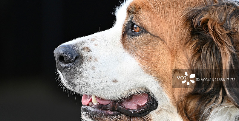圣伯纳犬特写图片素材