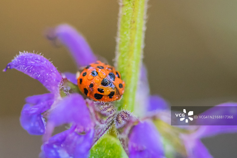 花朵上的瓢虫特写图片素材