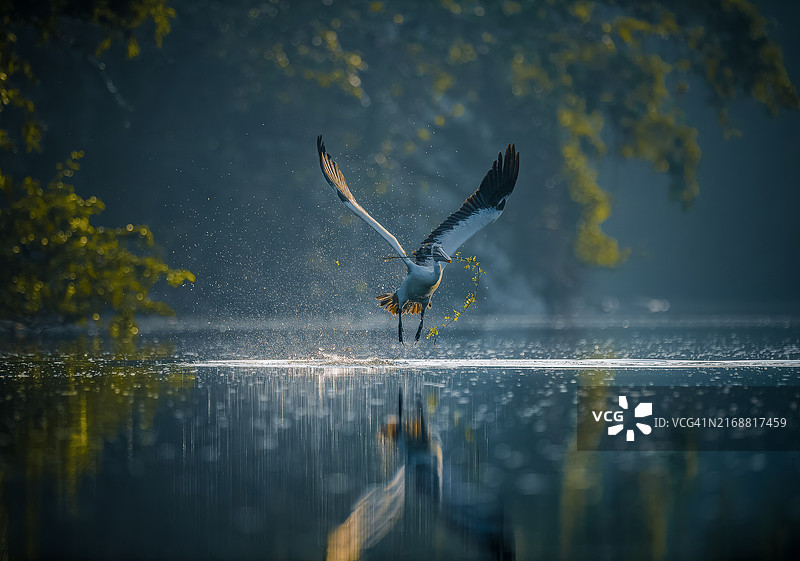 飞越湖面的鹳鸟特写图片素材