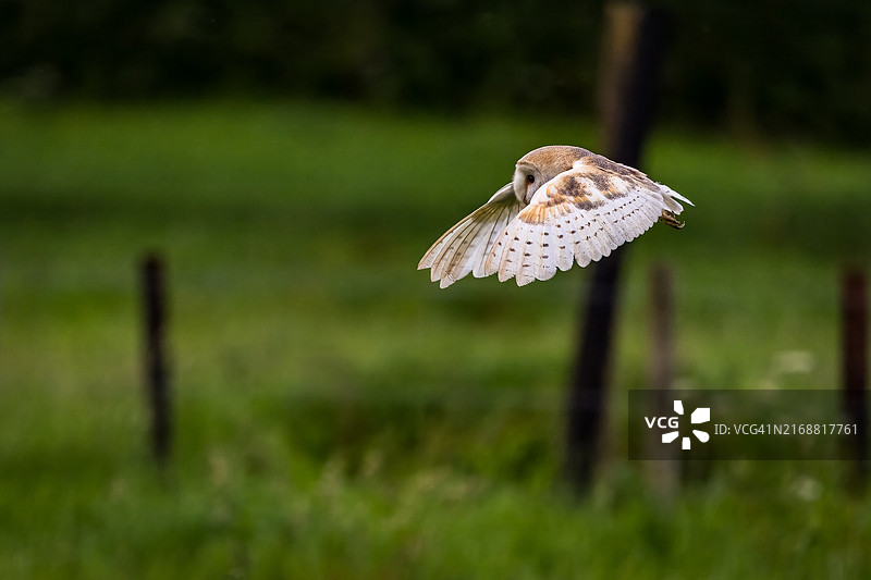 在英国斯托克布里奇，猛禽猫头鹰飞过田野的特写图片素材