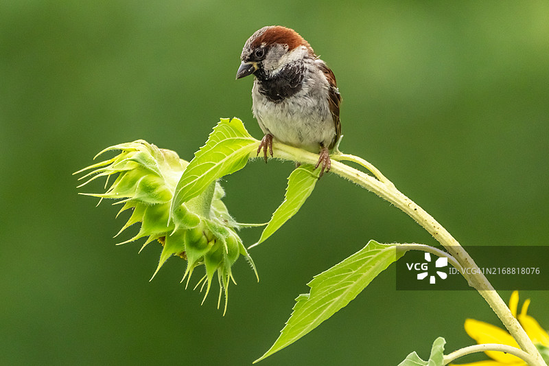 美国爱荷华州栖息在植物上的鸣禽特写图片素材