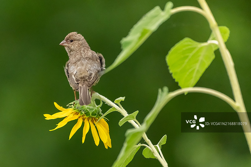 燕雀栖息在花朵上的特写，美国爱荷华州图片素材