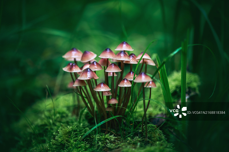 童话照片：森林里木头上生长的美丽小菇，周围环绕着绿色苔藓图片素材