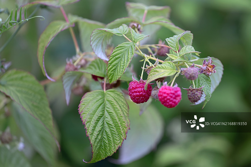 植物上生长的浆果特写图片素材