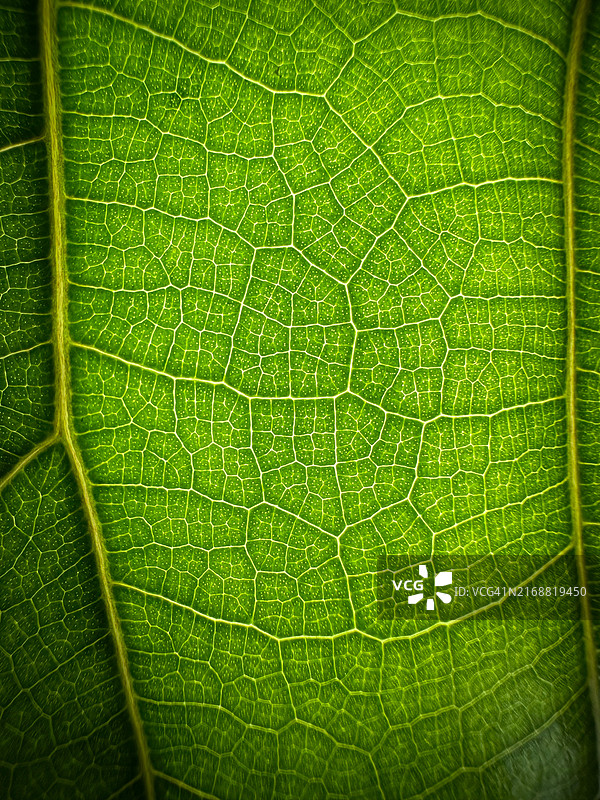 澳大利亚新南威尔士州悉尼：树叶特写图片素材