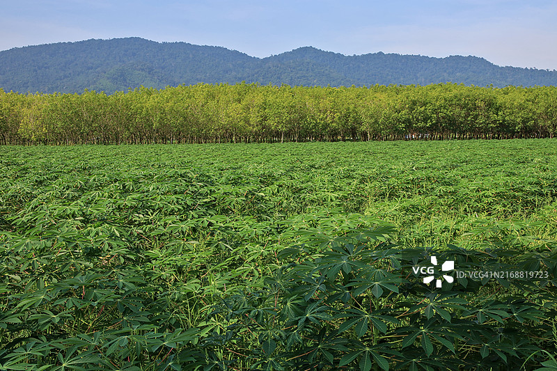 木薯种植园和橡胶种植园全景，背景是山脉和天空图片素材