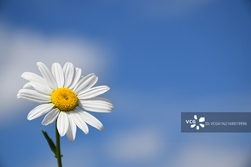 白色雏菊特写图片素材