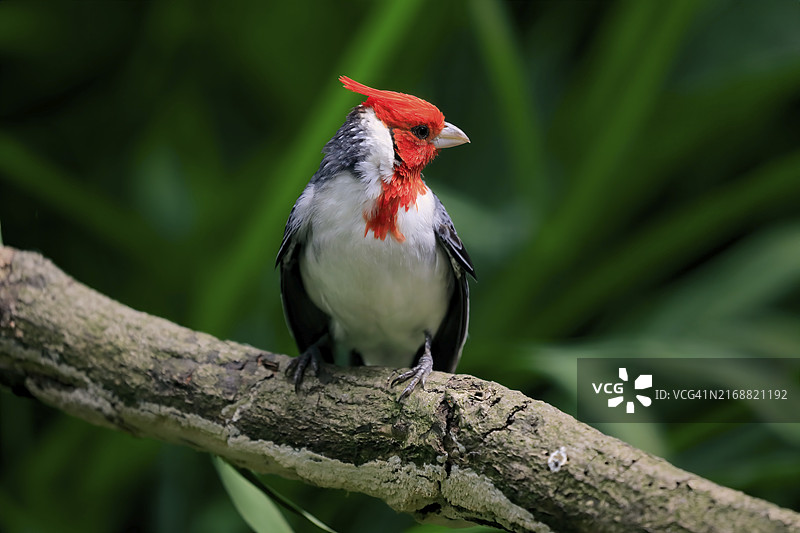 红顶主教鸟（Paroaria coronata），成鸟，在树上保持警惕，圈养，南美洲图片素材