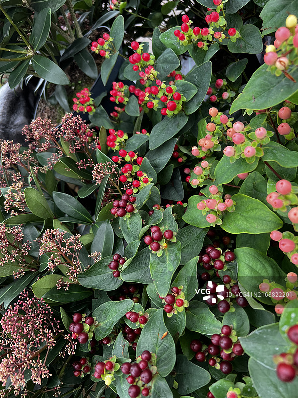 圣约翰草植物（Hypericum x inodorum）上的红莓等植物精选特写图片素材