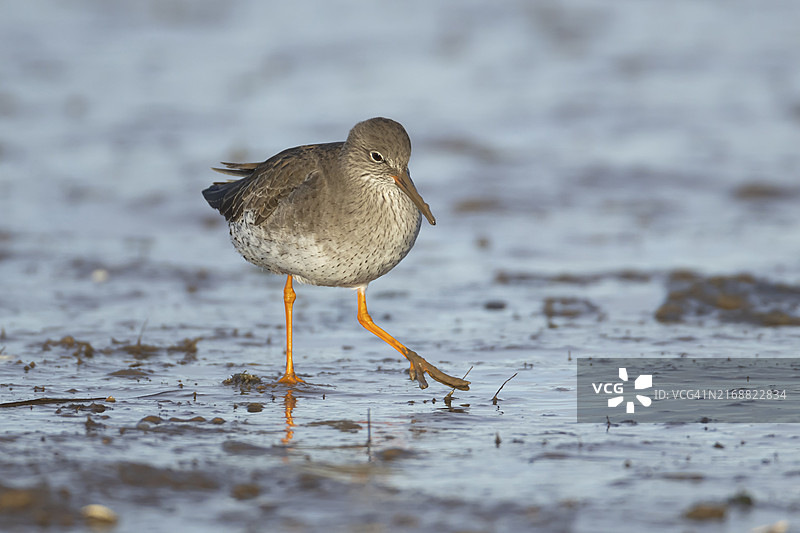 红脚鹬图片素材
