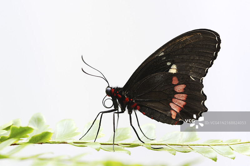 白底上的帕里德斯蝴蝶图片素材