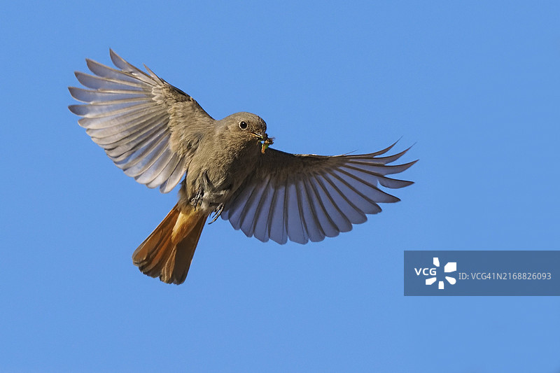一只黑红尾鸲（赭红尾鸲），雌性，在清澈的蓝天下张开翅膀飞行，嘴里叼着昆虫，德国黑森州，欧洲图片素材