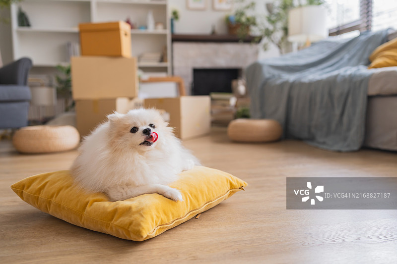 可爱的小博美犬，白色毛皮，放松地躺在黄色枕头上，纸箱房屋搬迁装修房间内图片素材