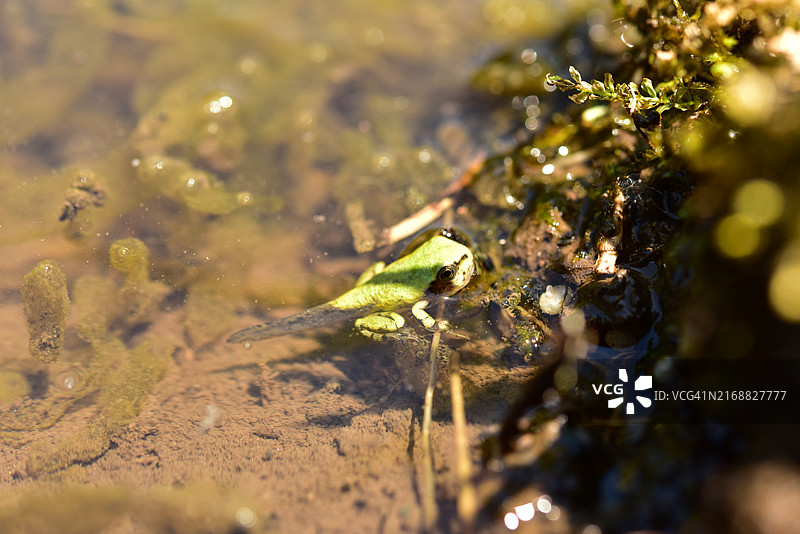 水中青蛙特写图片素材