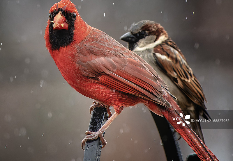 美国栏杆上栖息的鸟类特写图片素材