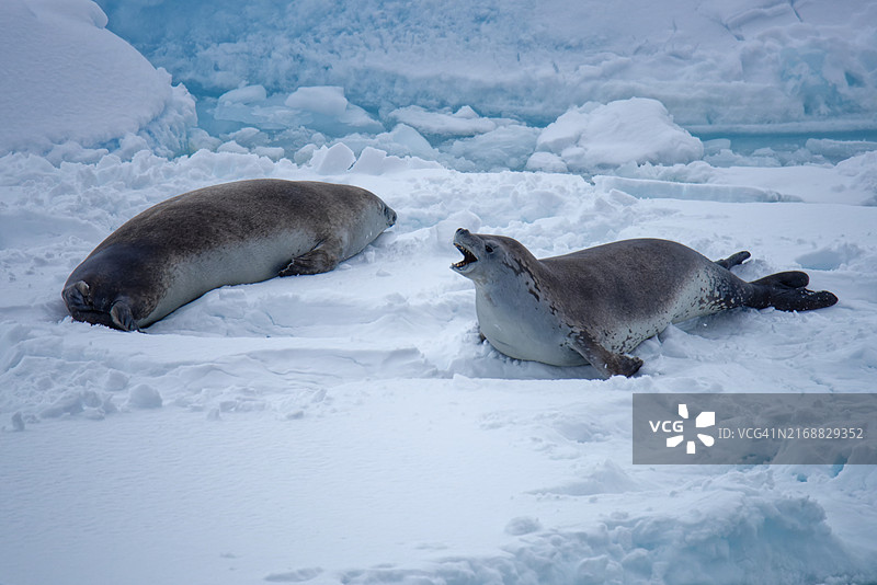 雪地上的可爱海豹图片素材