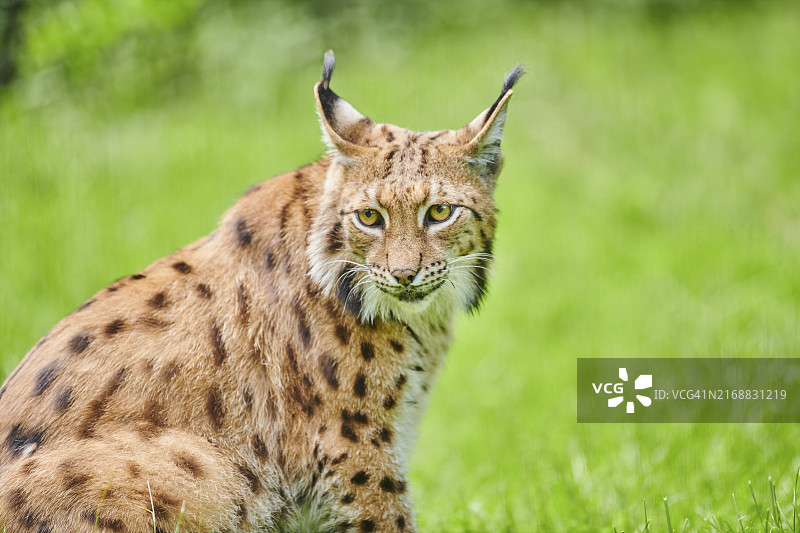 欧洲德国巴伐利亚欧亚猞猁肖像图片素材