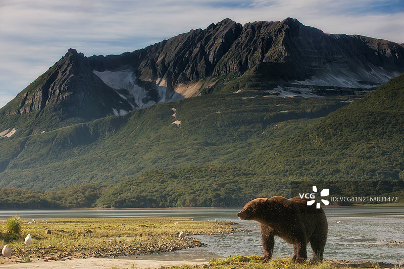 清晨日出时分，棕熊妈妈在河口附近休息图片素材