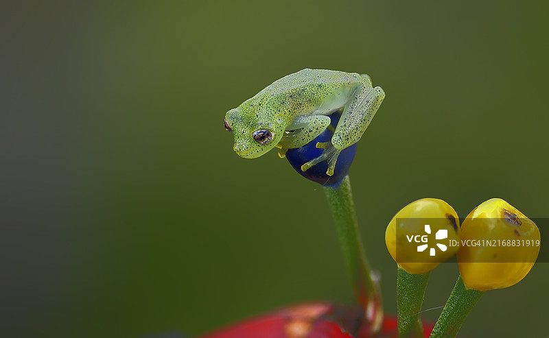 蓝色小花上的奇梅雷拉玻璃蛙图片素材
