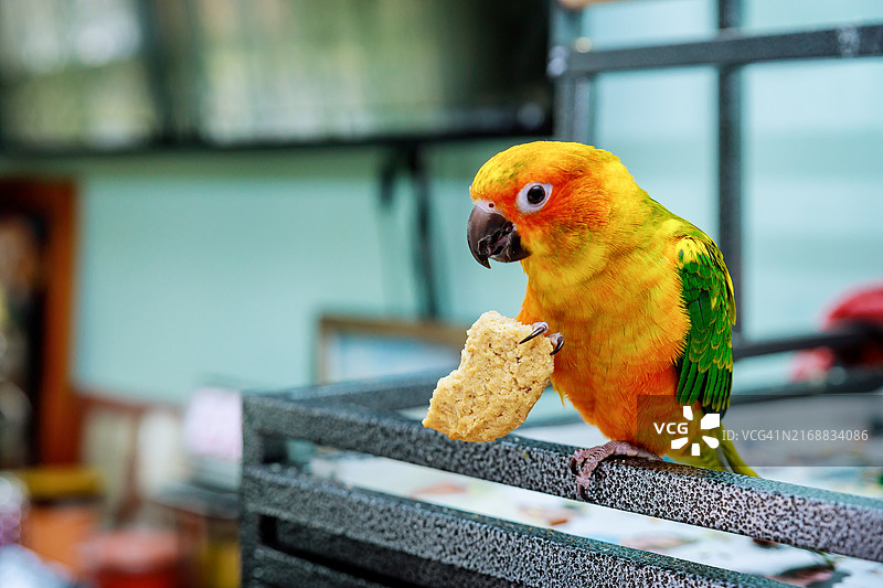 可爱的太阳锥尾鹦鹉正在吃东西并看着相机图片素材