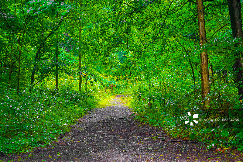 绿树环绕的步道图片素材