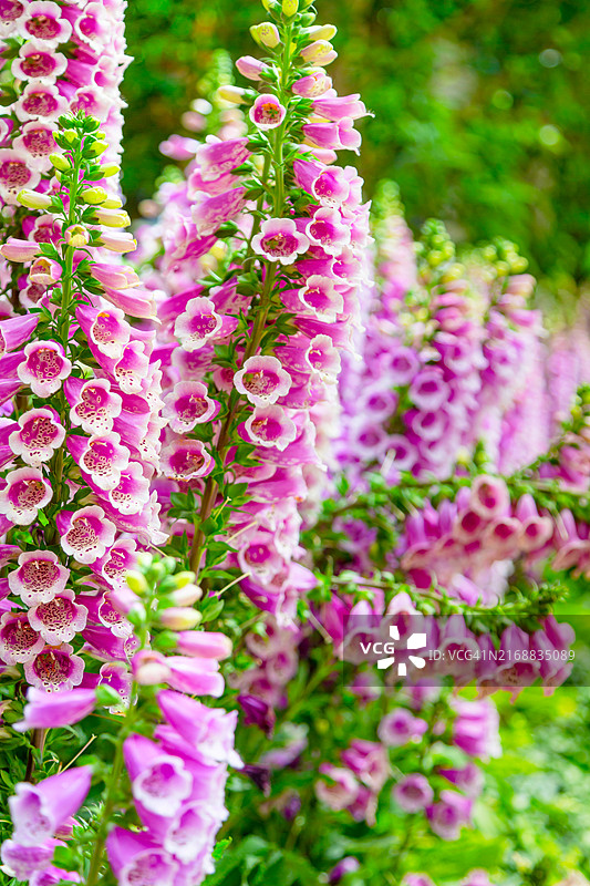 夏季花园中盛开的粉色毛地黄花朵特写图片素材