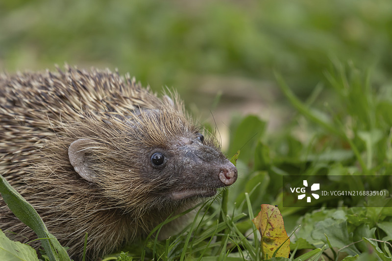 在花园草坪上的欧洲刺猬（英国）图片素材