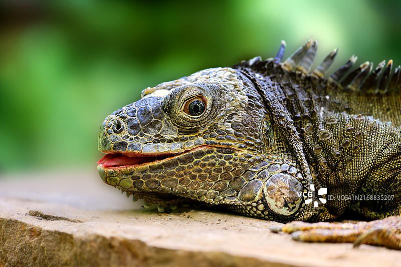 鬣蜥特写，美国德克萨斯州休斯顿图片素材