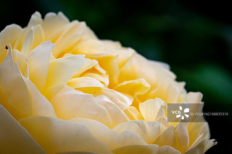 英国梅登黑德黄色玫瑰特写图片素材